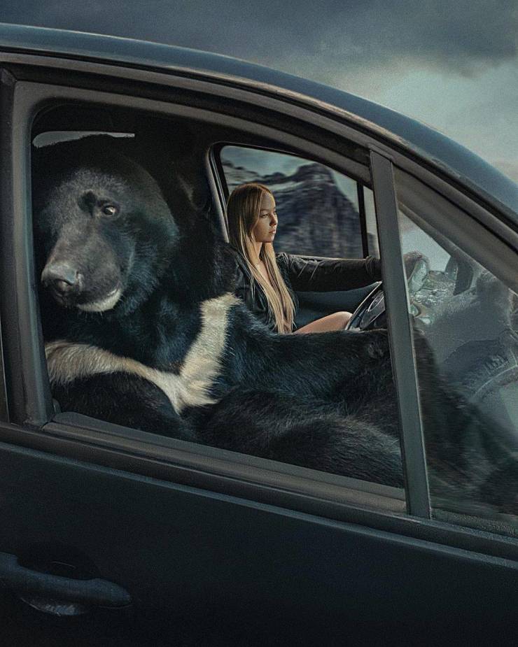 Nothing To See Here, Just A Pet Bear…