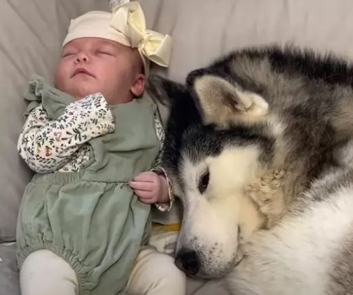 This wonderful and one of a kind husky melts hearts calming down the sweet newborn baby