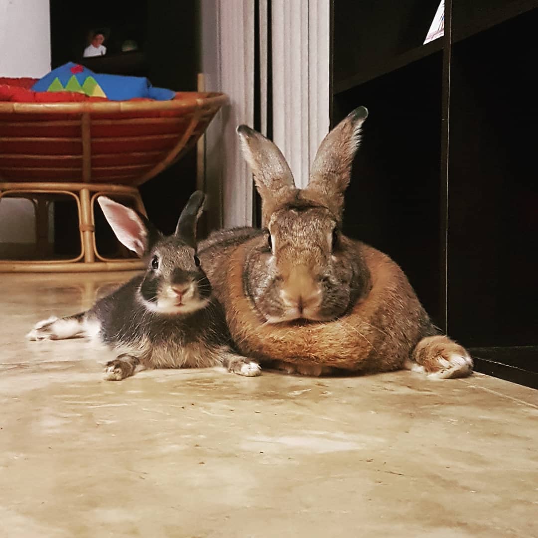 tiny-dwarf-rabbit-is-obsessed-with-bunny-girlfriend-4-times-his-size-and-their-relationship-is-adorable-01