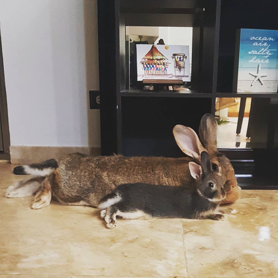 tiny-dwarf-rabbit-is-obsessed-with-bunny-girlfriend-4-times-his-size-and-their-relationship-is-adorable-04