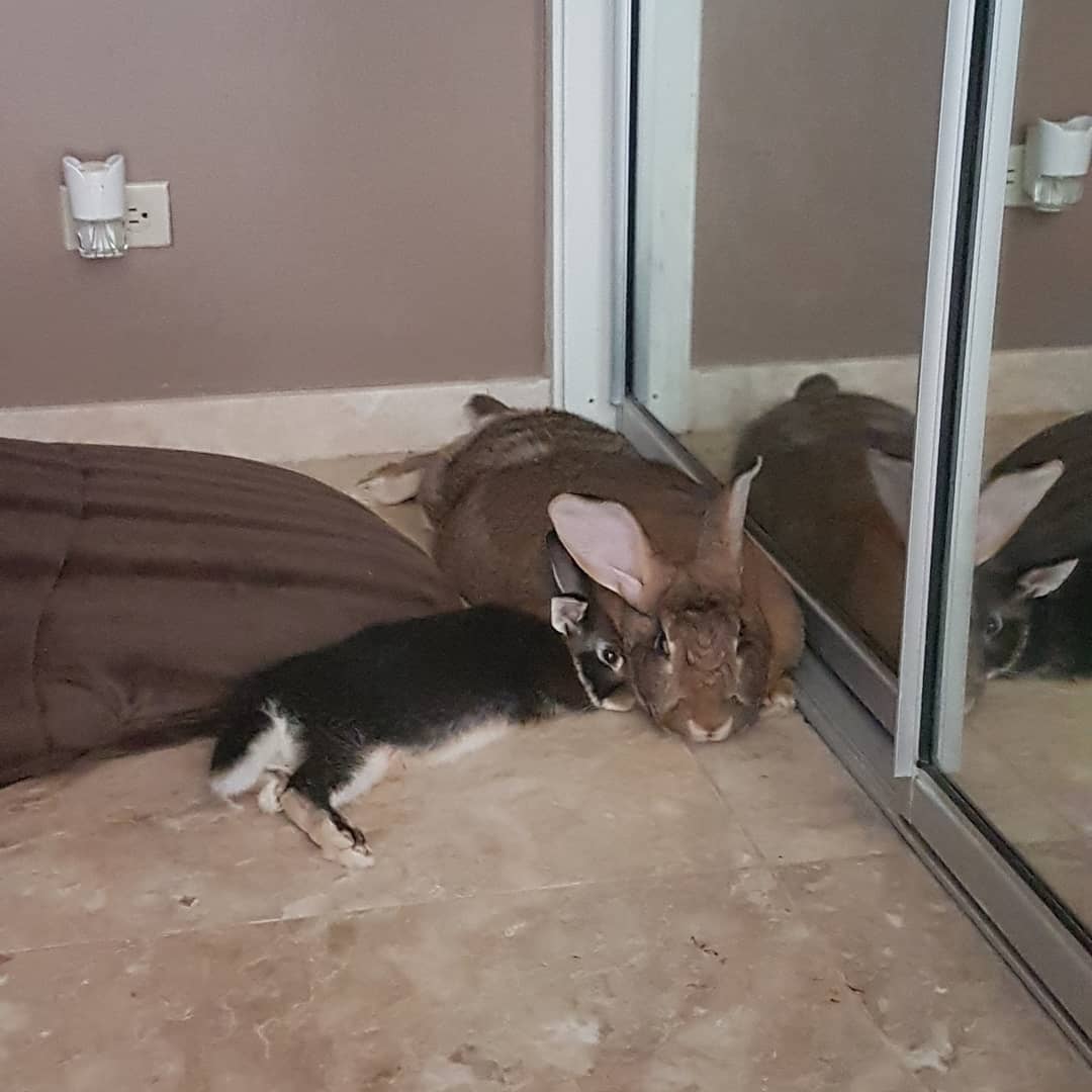 tiny-dwarf-rabbit-is-obsessed-with-bunny-girlfriend-4-times-his-size-and-their-relationship-is-adorable-07