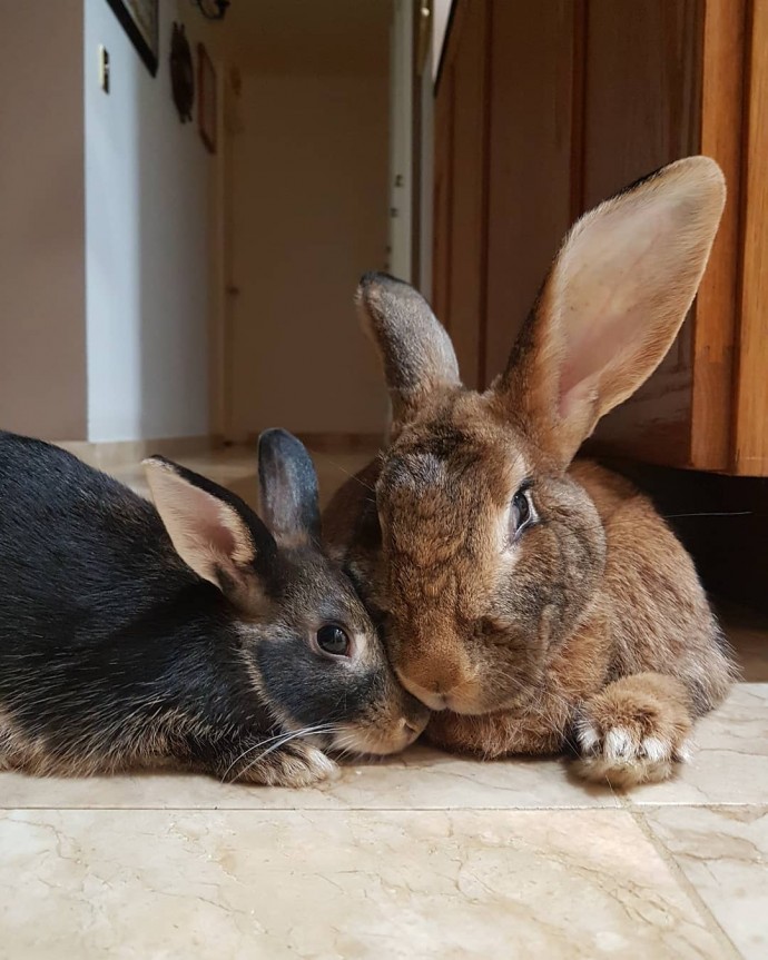 tiny-dwarf-rabbit-is-obsessed-with-bunny-girlfriend-4-times-his-size-and-their-relationship-is-adorable-08