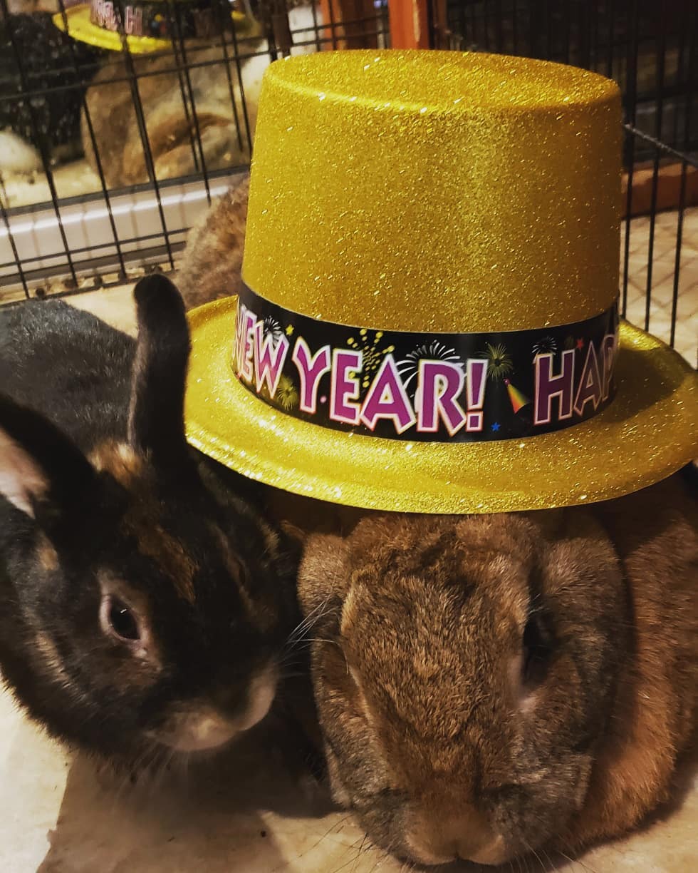 tiny-dwarf-rabbit-is-obsessed-with-bunny-girlfriend-4-times-his-size-and-their-relationship-is-adorable-10