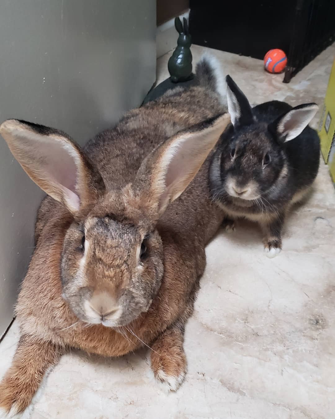 tiny-dwarf-rabbit-is-obsessed-with-bunny-girlfriend-4-times-his-size-and-their-relationship-is-adorable-11
