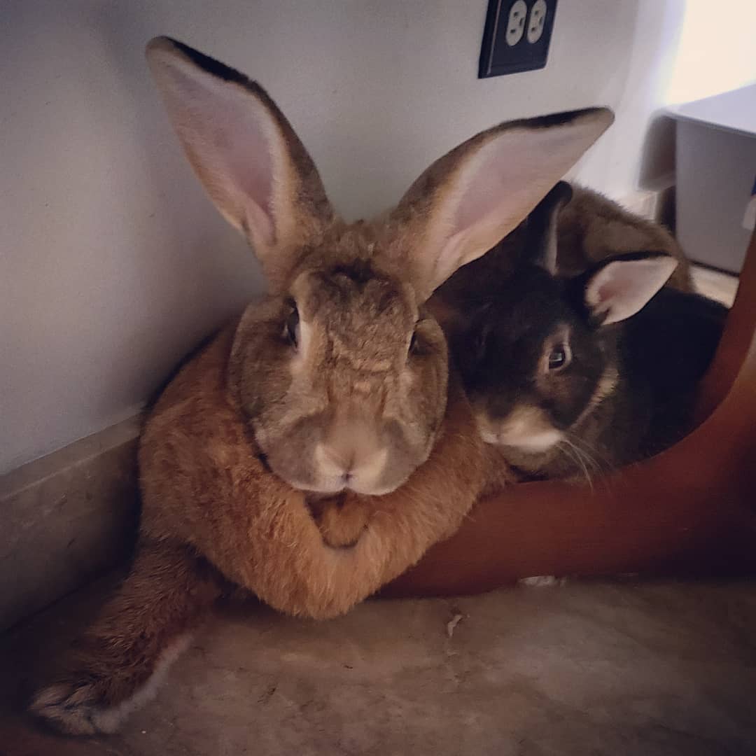 tiny-dwarf-rabbit-is-obsessed-with-bunny-girlfriend-4-times-his-size-and-their-relationship-is-adorable-12