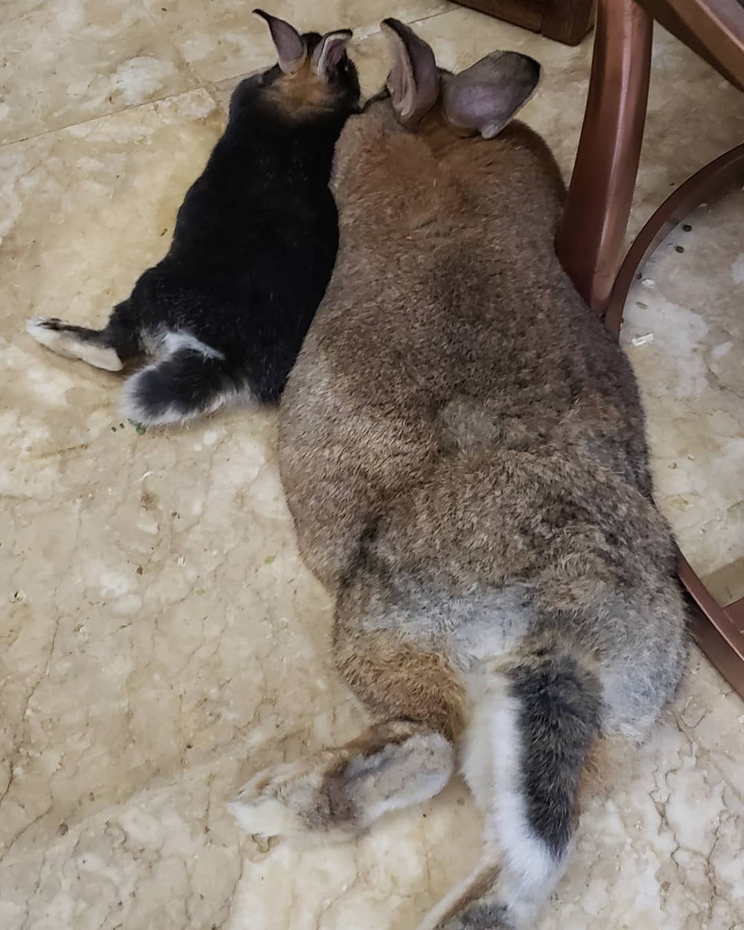 tiny-dwarf-rabbit-is-obsessed-with-bunny-girlfriend-4-times-his-size-and-their-relationship-is-adorable-13