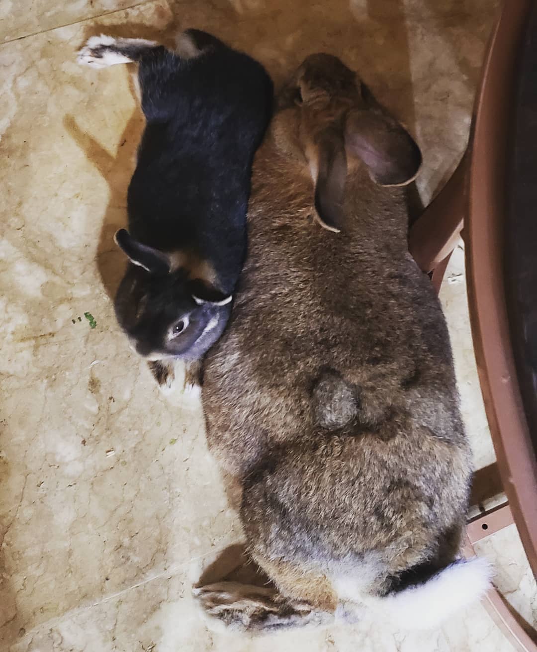 tiny-dwarf-rabbit-is-obsessed-with-bunny-girlfriend-4-times-his-size-and-their-relationship-is-adorable-14