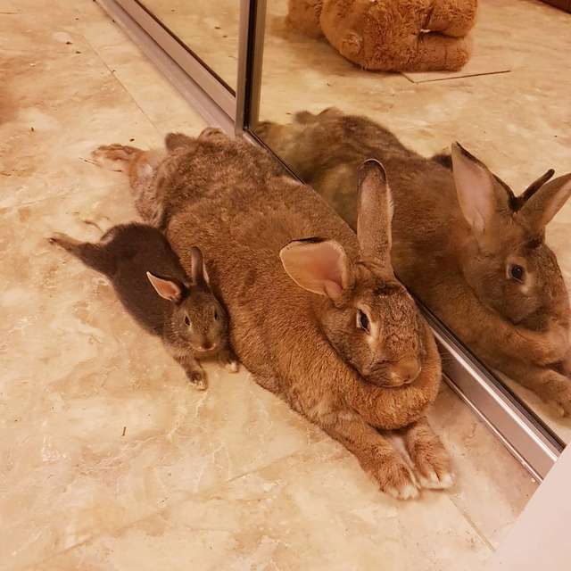 tiny-dwarf-rabbit-is-obsessed-with-bunny-girlfriend-4-times-his-size-and-their-relationship-is-adorable-21