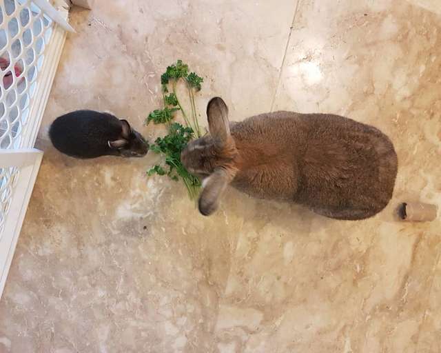 tiny-dwarf-rabbit-is-obsessed-with-bunny-girlfriend-4-times-his-size-and-their-relationship-is-adorable-22