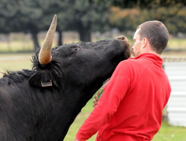 Corrida : Tortures et mise à mort infligées aux taureaux - Ici & Là