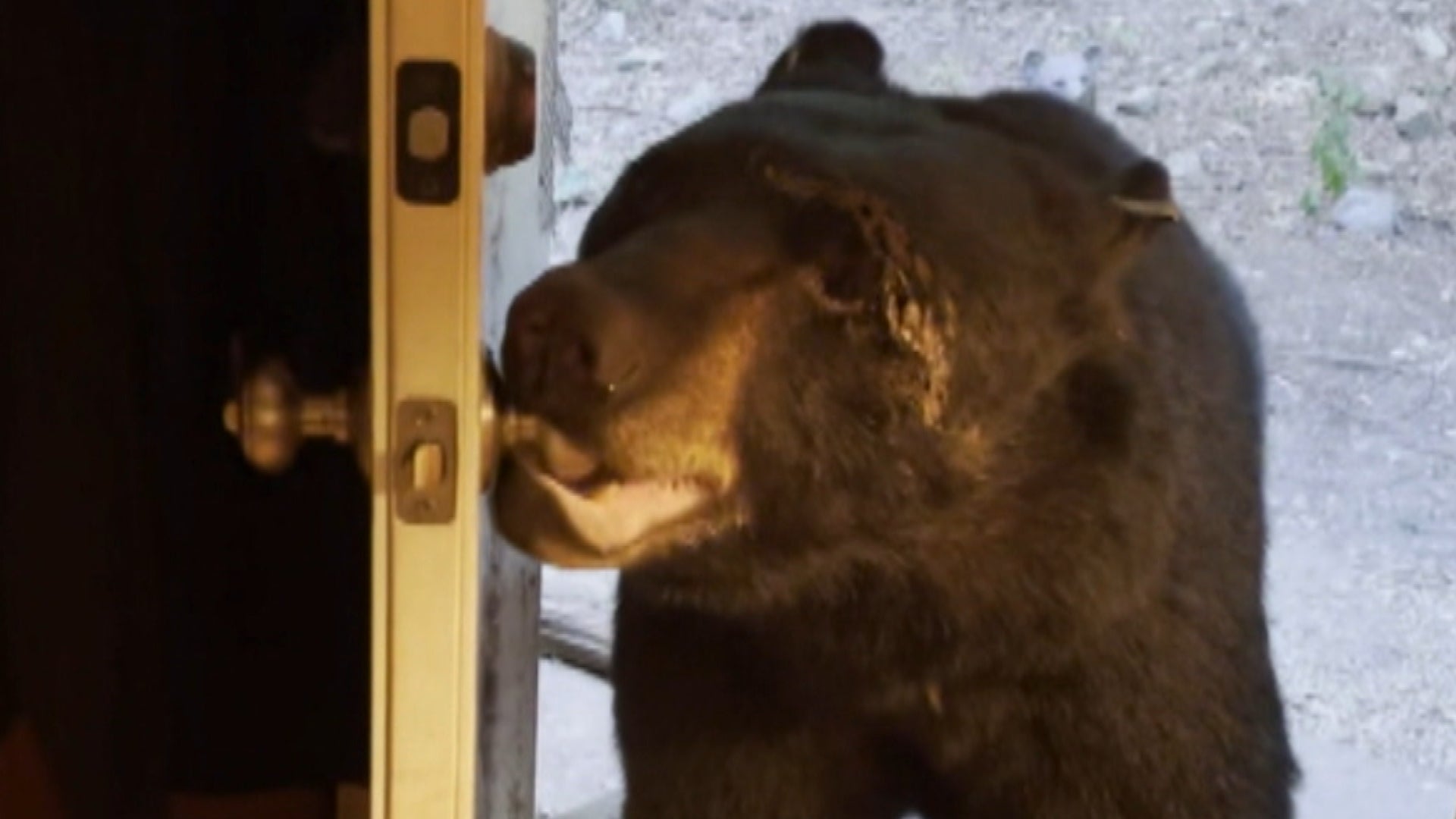 Black Bear Closes House Door After Woman Gently Urges It to Leave | Inside  Edition