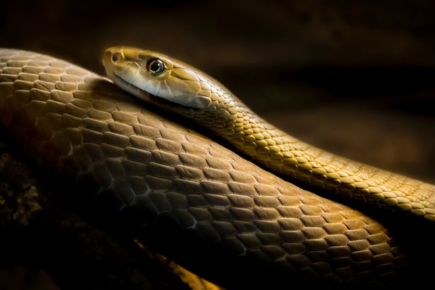 Hero dog saves owner from massive 7ft deadly Black Mamba snake living in  house - Daily Star