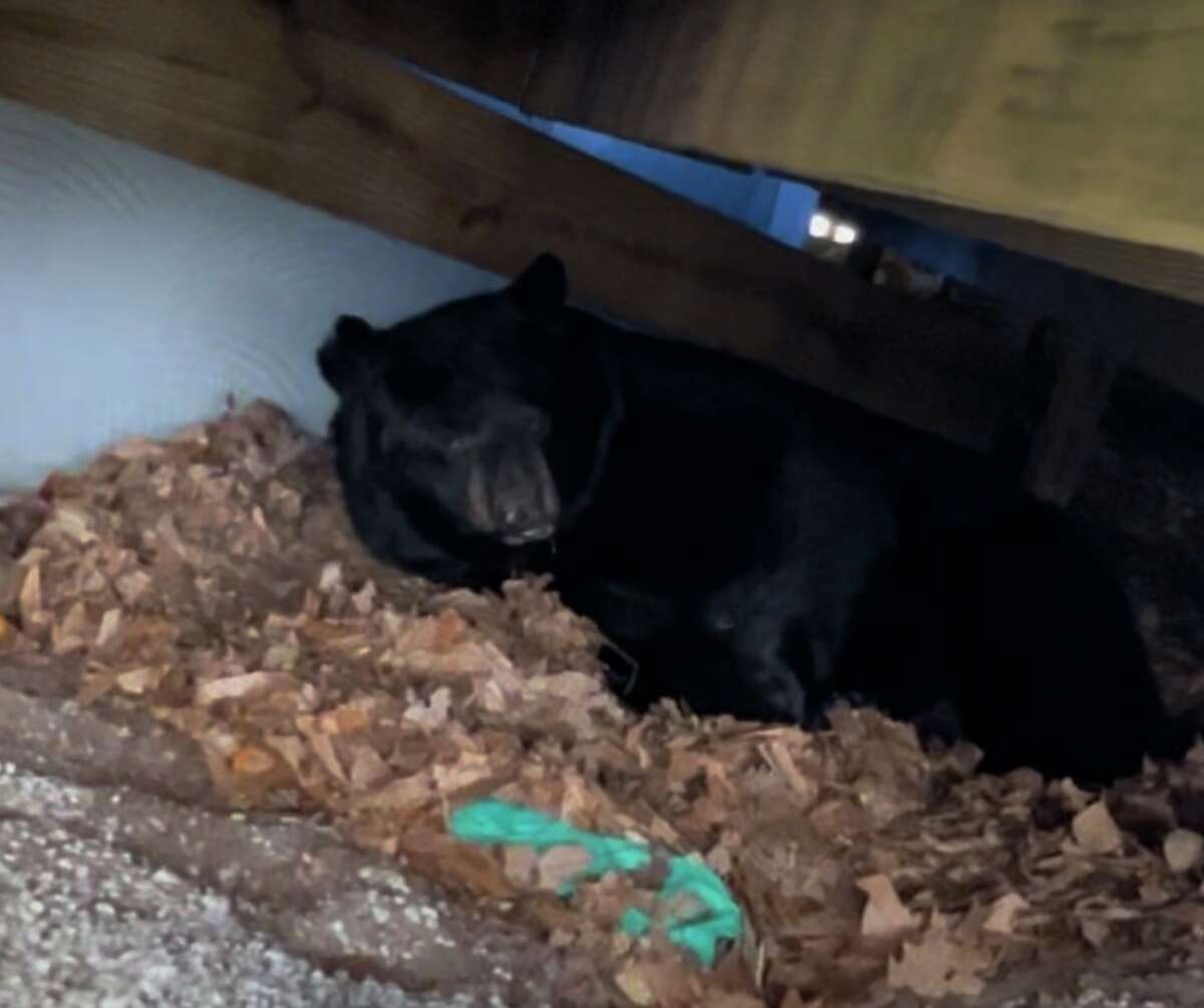 A black bear is hibernating under a CT family's deck