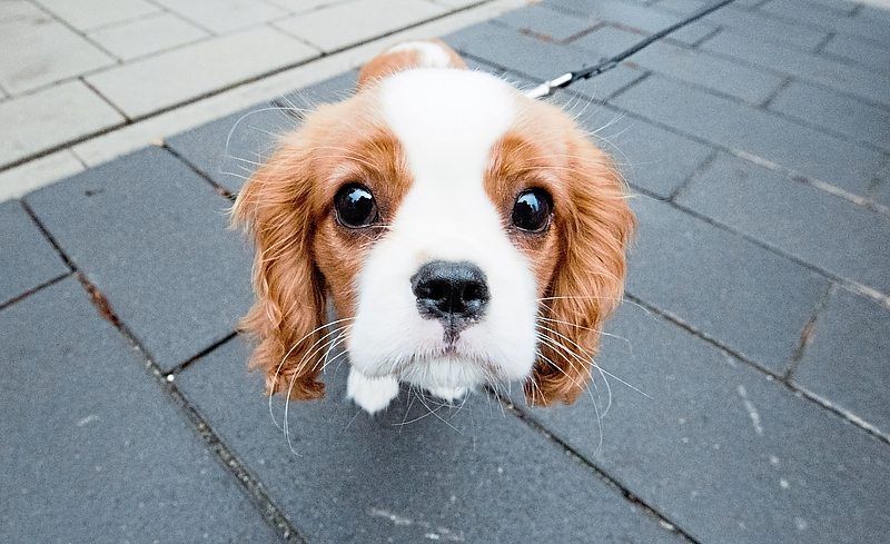 Cavalier King Charles Spaniel: Cute dog with a sad story | The Star