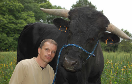 Quimper - Fadjen. Un taureau de corrida dans la prairie - Le Télégramme