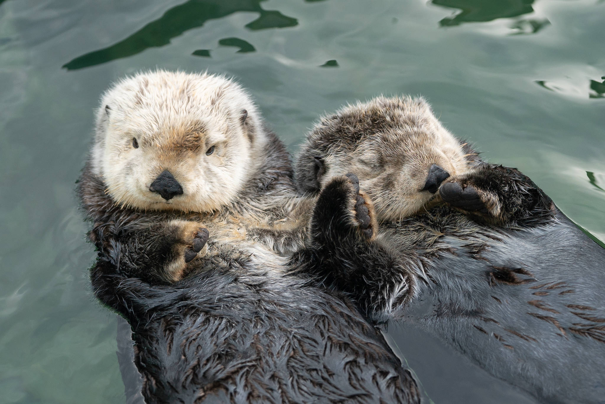 CUTENESS OVERLOAD: 2 sea otters hold hands at the Vancouver Aquarium -  Terrace Standard