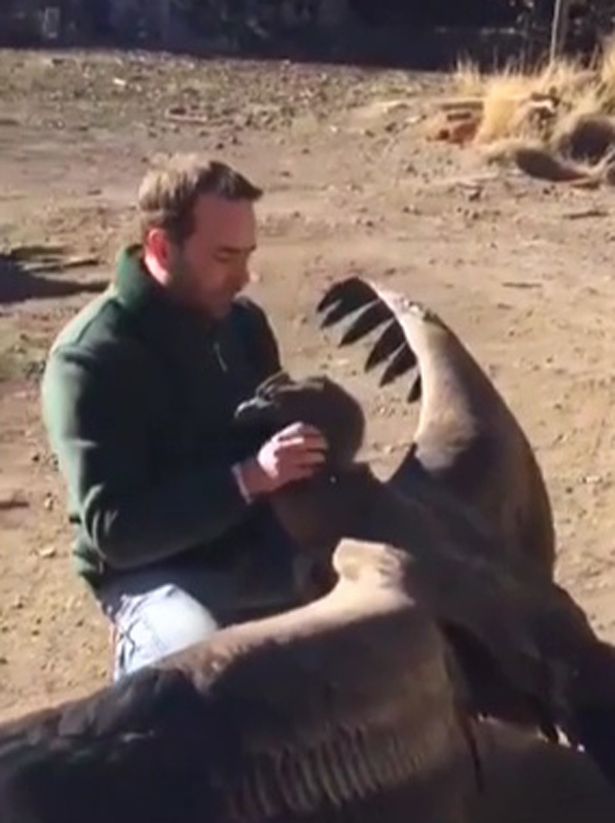 Enormous condor returns to thank man who saved him years before as rescue  creates unique bond between unlikely pair - World News - Mirror Online