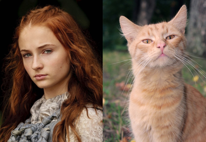 game-of-thrones-characters-cat-look-alikes-01