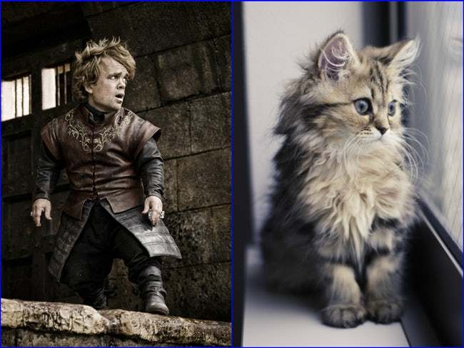 game-of-thrones-characters-cat-look-alikes-04