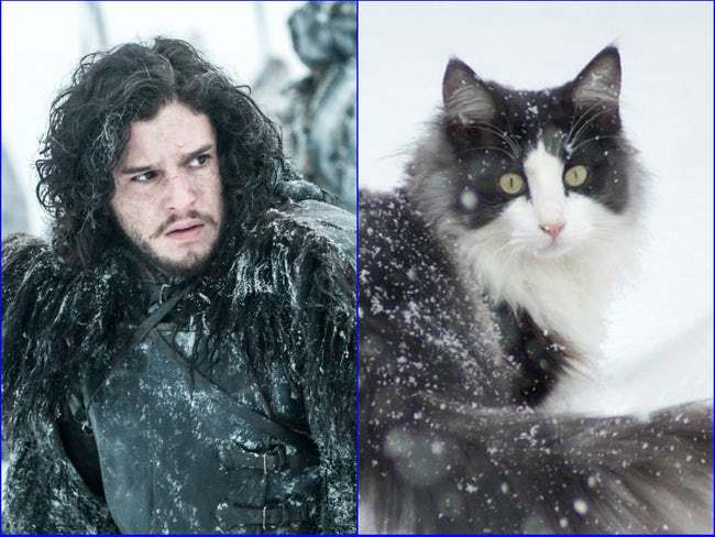 game-of-thrones-characters-cat-look-alikes-05