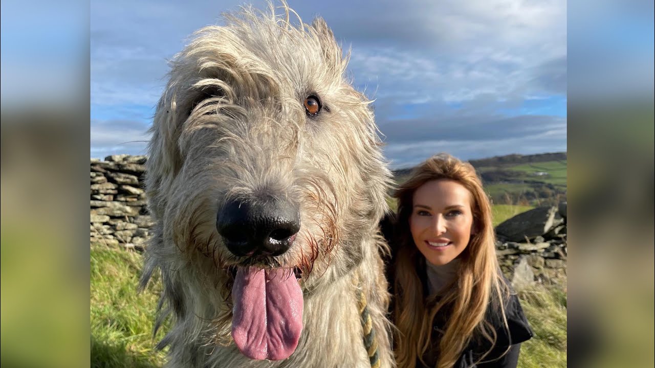 WOLF KILLERS - THE IRISH WOLFHOUND - Deadly or pet? - YouTube