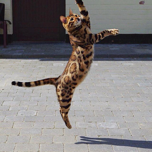 Thor Bengal cat