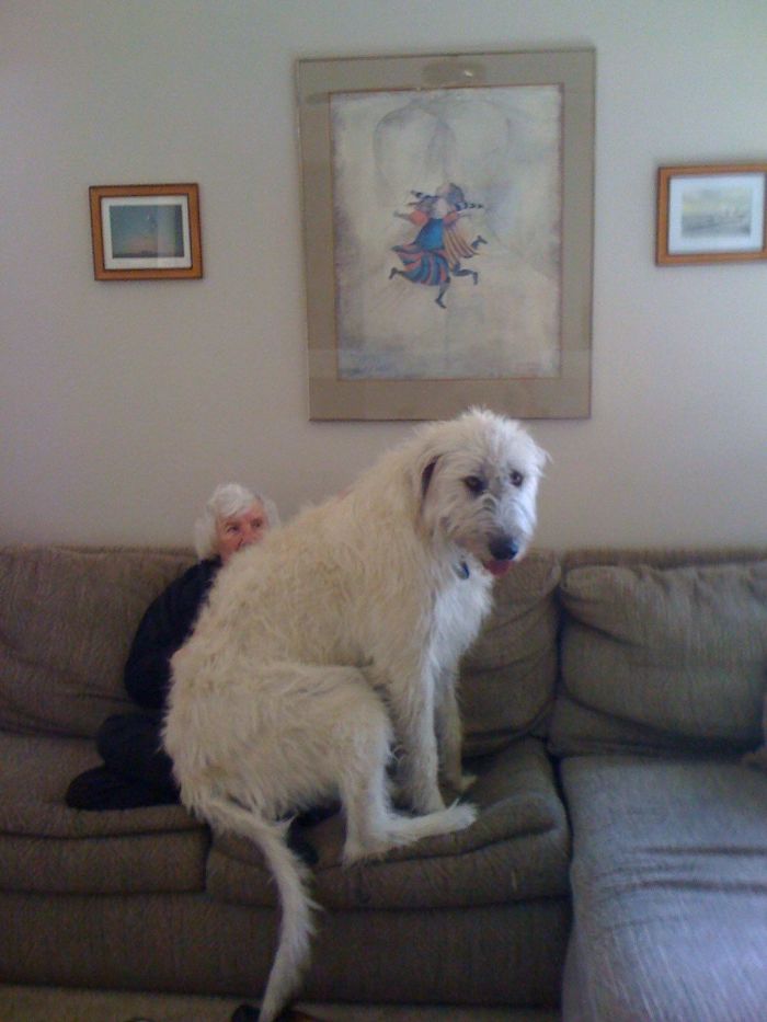 20-hilarious-photos-of-irish-wolfhounds-who-have-no-idea-how-big-they-are-02