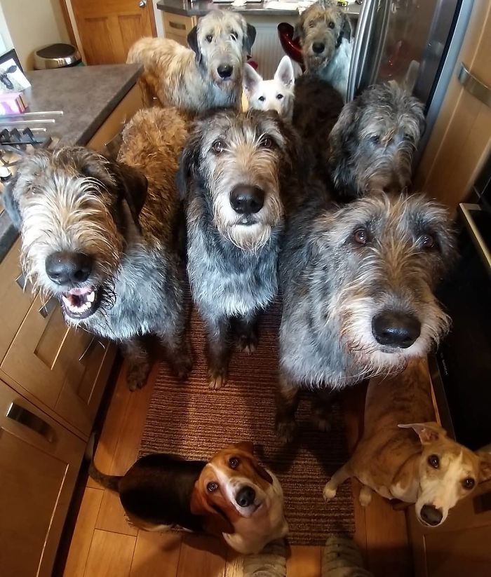 20-hilarious-photos-of-irish-wolfhounds-who-have-no-idea-how-big-they-are-03