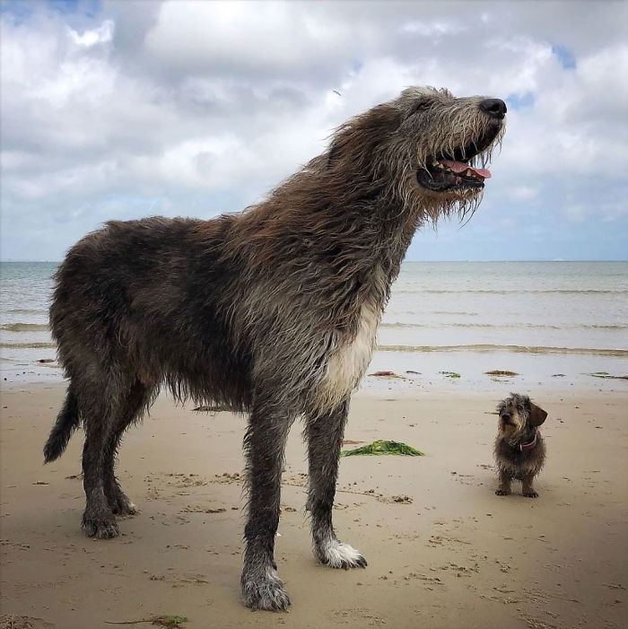 20-hilarious-photos-of-irish-wolfhounds-who-have-no-idea-how-big-they-are-04