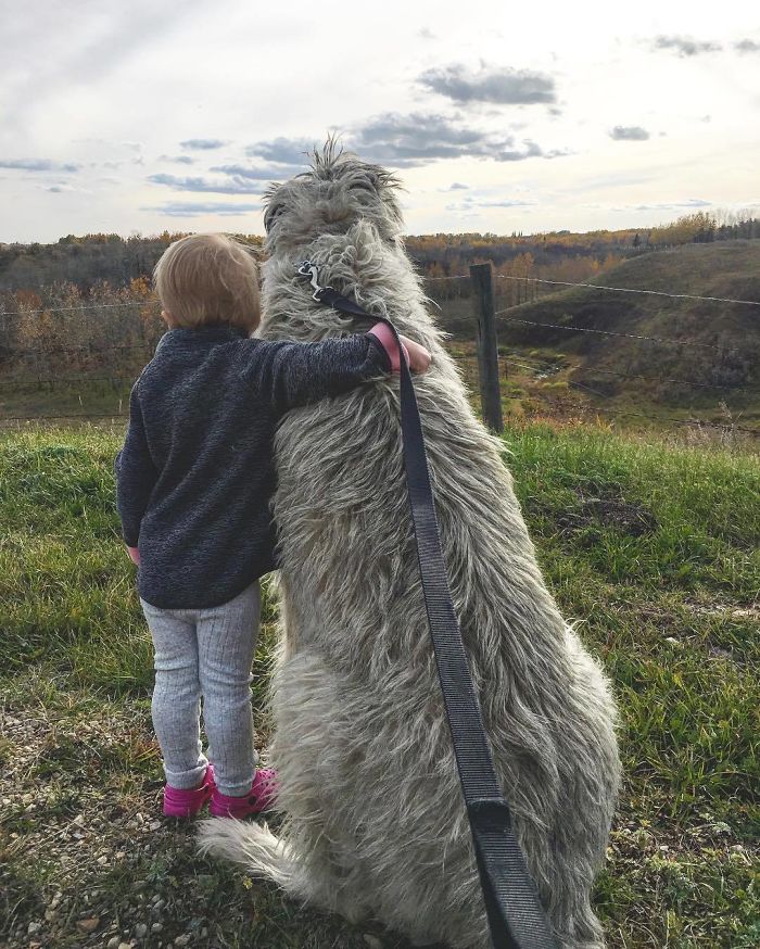 20-hilarious-photos-of-irish-wolfhounds-who-have-no-idea-how-big-they-are-05