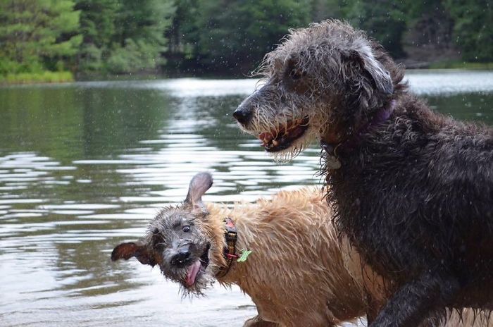 20-hilarious-photos-of-irish-wolfhounds-who-have-no-idea-how-big-they-are-06