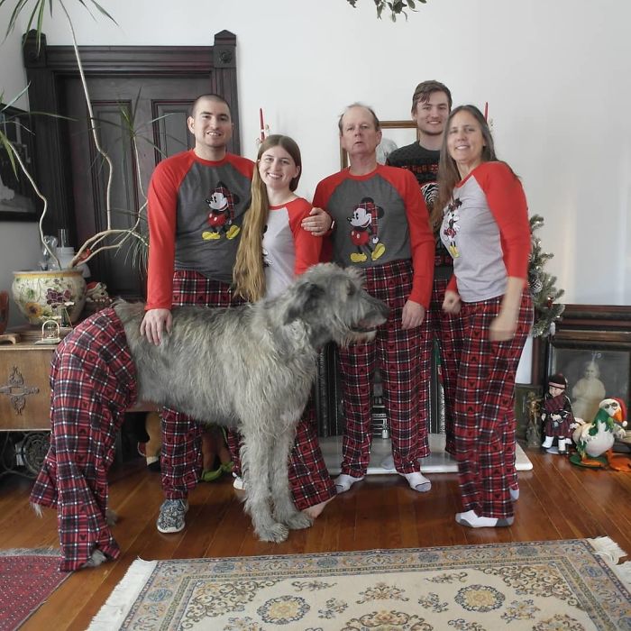 20-hilarious-photos-of-irish-wolfhounds-who-have-no-idea-how-big-they-are-07