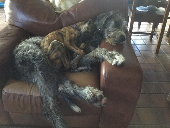20-hilarious-photos-of-irish-wolfhounds-who-have-no-idea-how-big-they-are-08