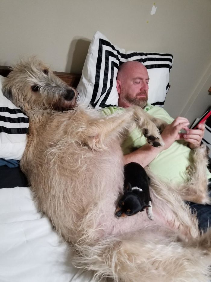20-hilarious-photos-of-irish-wolfhounds-who-have-no-idea-how-big-they-are-09