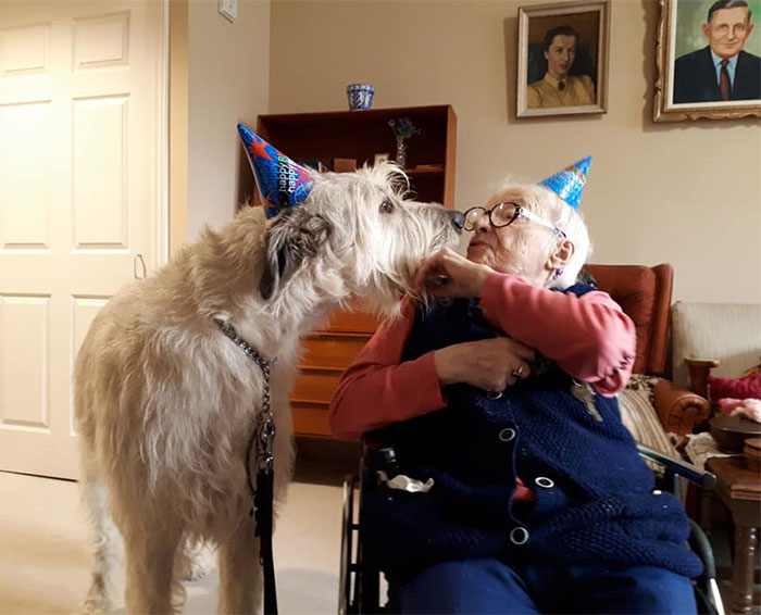 20-hilarious-photos-of-irish-wolfhounds-who-have-no-idea-how-big-they-are-10