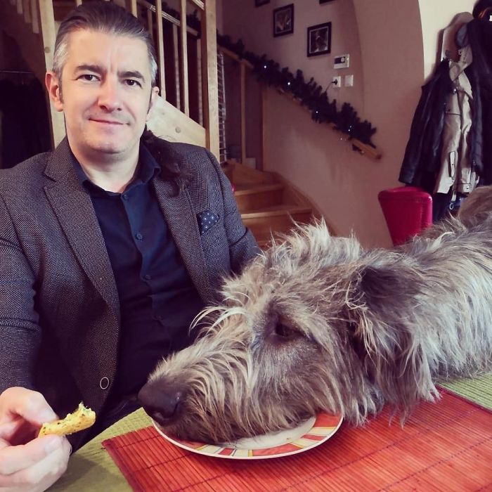 20-hilarious-photos-of-irish-wolfhounds-who-have-no-idea-how-big-they-are-11