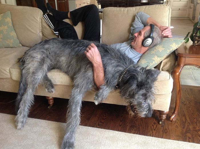 20-hilarious-photos-of-irish-wolfhounds-who-have-no-idea-how-big-they-are-12