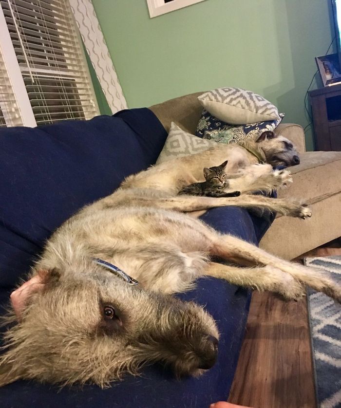 20-hilarious-photos-of-irish-wolfhounds-who-have-no-idea-how-big-they-are-13