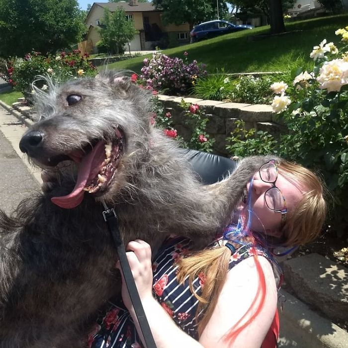 20-hilarious-photos-of-irish-wolfhounds-who-have-no-idea-how-big-they-are-14