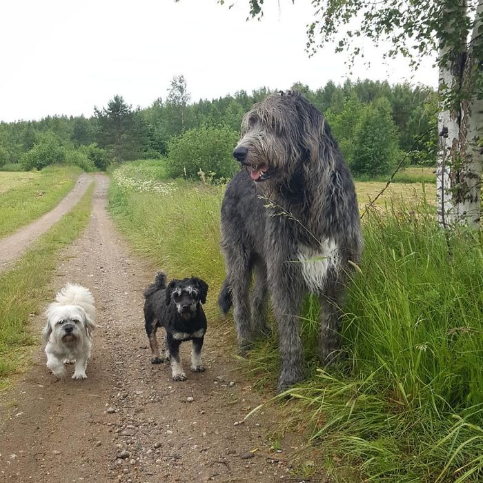 20-hilarious-photos-of-irish-wolfhounds-who-have-no-idea-how-big-they-are-15