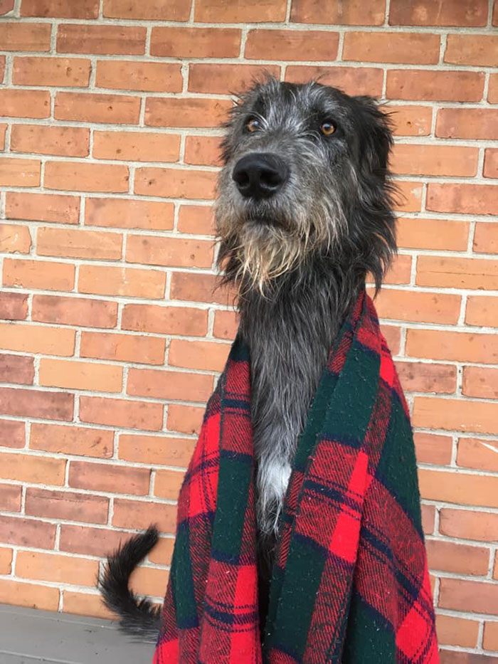 20-hilarious-photos-of-irish-wolfhounds-who-have-no-idea-how-big-they-are-16