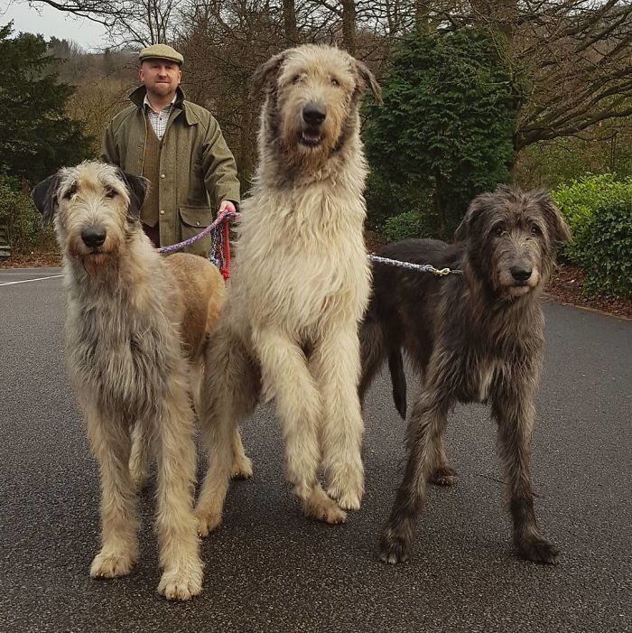 20-hilarious-photos-of-irish-wolfhounds-who-have-no-idea-how-big-they-are-17