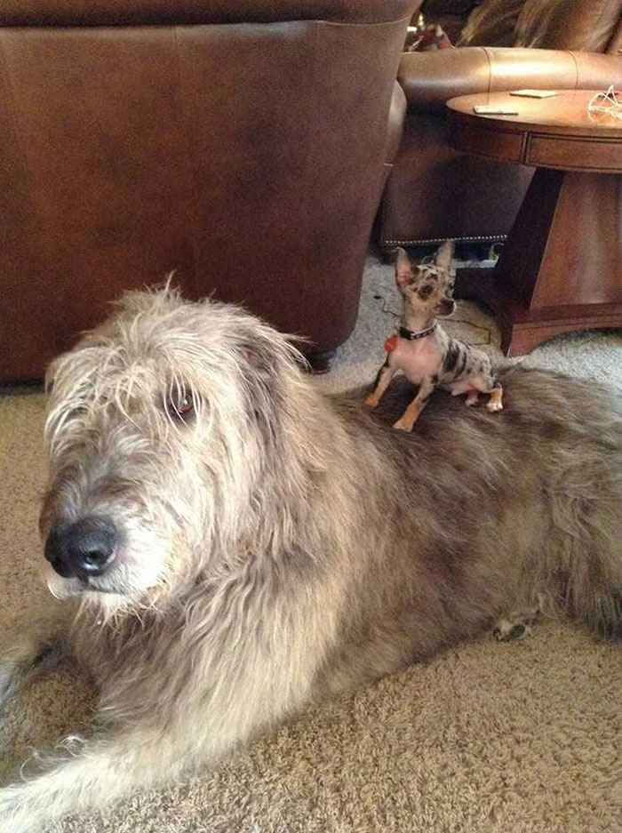 20-hilarious-photos-of-irish-wolfhounds-who-have-no-idea-how-big-they-are-18