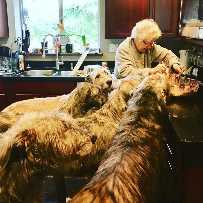 20-hilarious-photos-of-irish-wolfhounds-who-have-no-idea-how-big-they-are-19