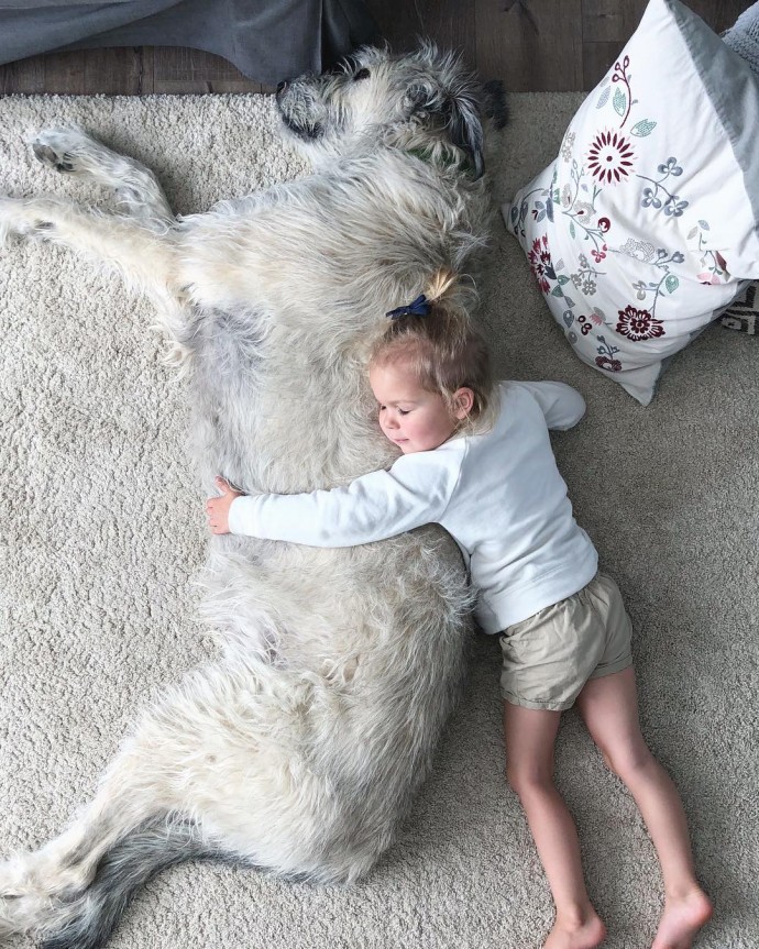 20-hilarious-photos-of-irish-wolfhounds-who-have-no-idea-how-big-they-are-20