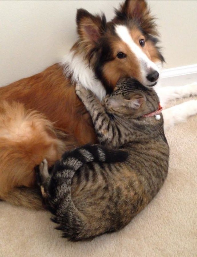 21-adorable-photos-of-dogs-and-cats-who-forgot-the-rules-and-fell-in-love-with-each-other-01