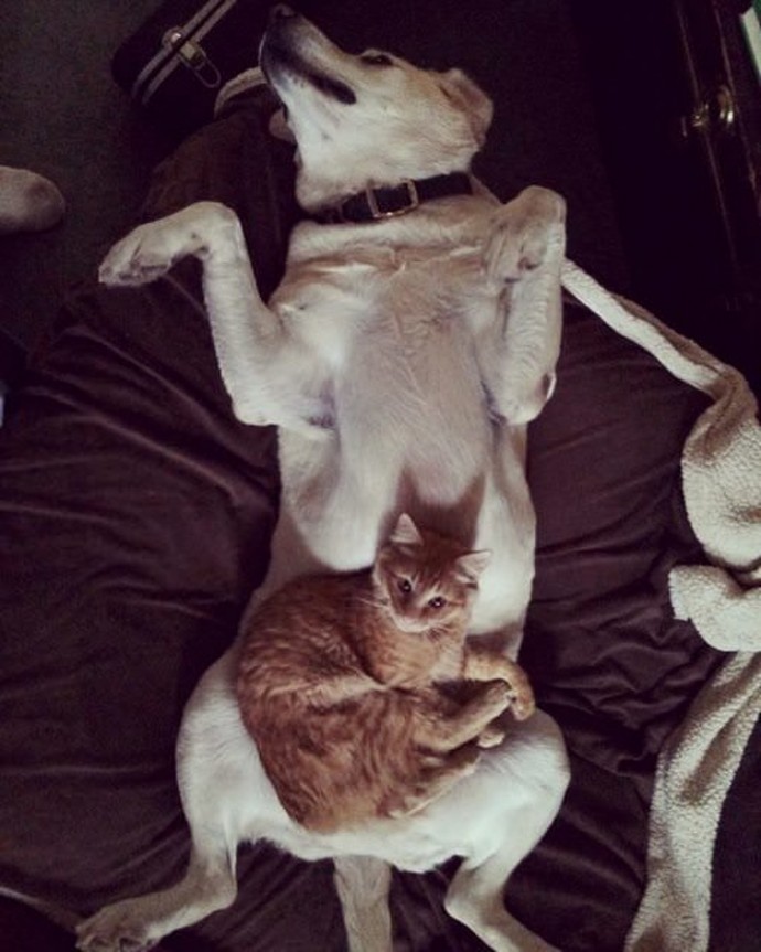 21-adorable-photos-of-dogs-and-cats-who-forgot-the-rules-and-fell-in-love-with-each-other-02