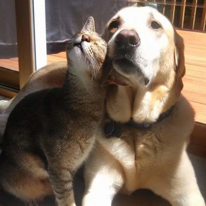21-adorable-photos-of-dogs-and-cats-who-forgot-the-rules-and-fell-in-love-with-each-other-04