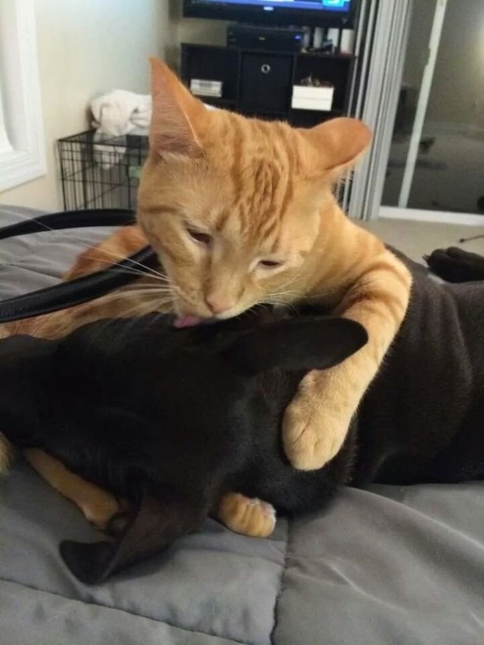 21-adorable-photos-of-dogs-and-cats-who-forgot-the-rules-and-fell-in-love-with-each-other-05