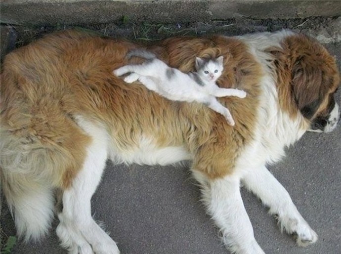 21-adorable-photos-of-dogs-and-cats-who-forgot-the-rules-and-fell-in-love-with-each-other-06